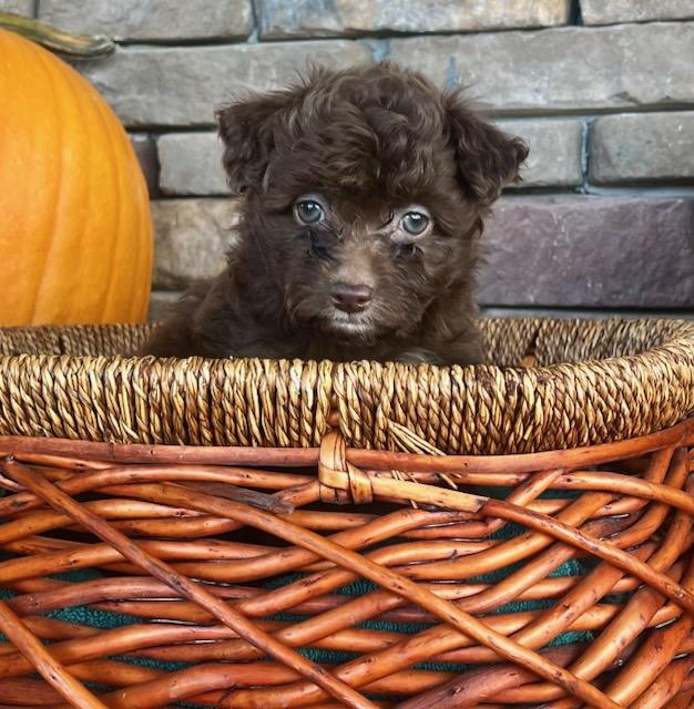 Enlarge ESPRESSO, a Adoptable mixed breed in Belmont, NY image 2/2