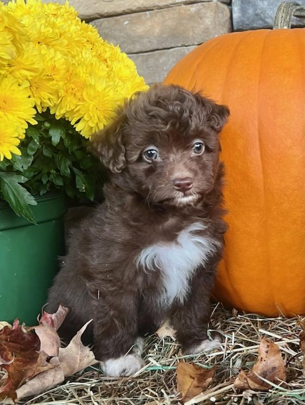 ESPRESSO, Adoptable, Puppy Female Miniature Poodle & Aussiedoodle.
