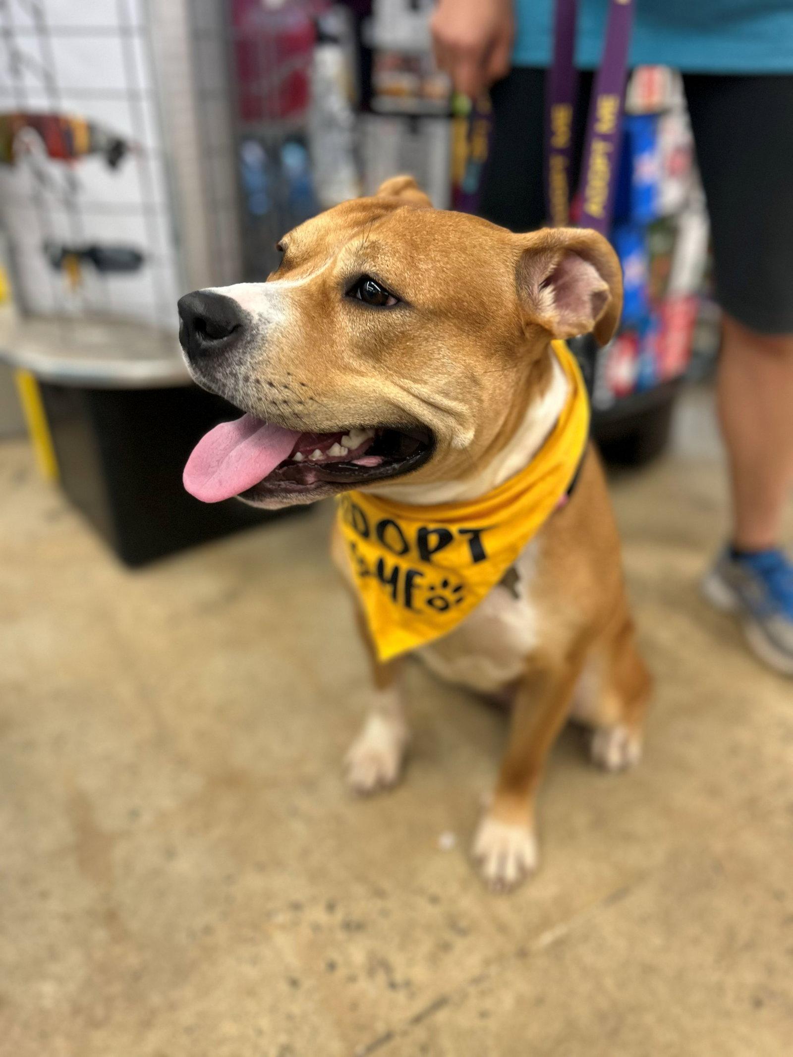 Magenta, Adoptable, Adult Female Staffordshire Bull Terrier.