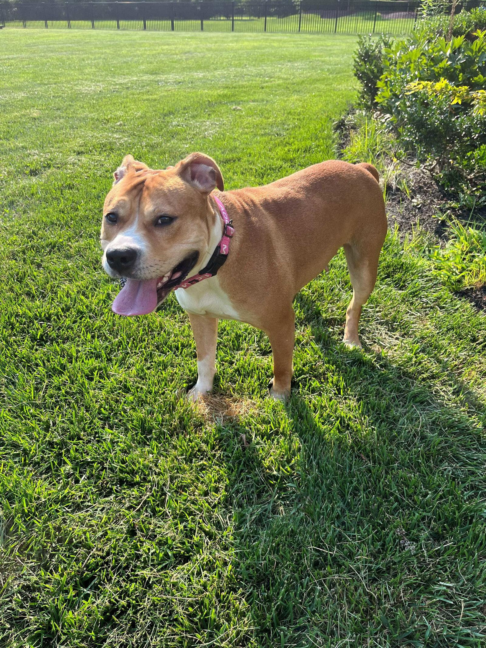 Magenta, a Adoptable Staffordshire Bull Terrier in Cliffwood, NJ image 2/3