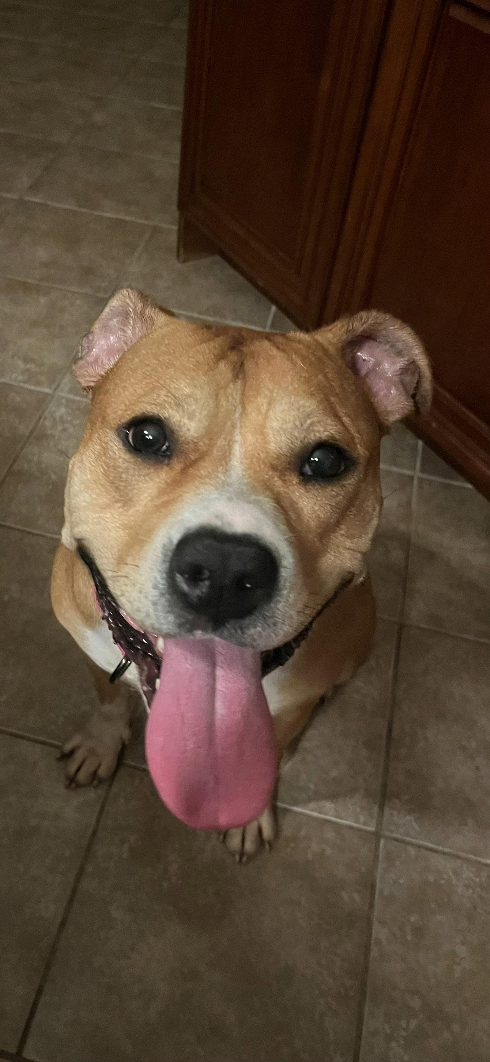 Magenta, a Adoptable Staffordshire Bull Terrier in Cliffwood, NJ image 3/3