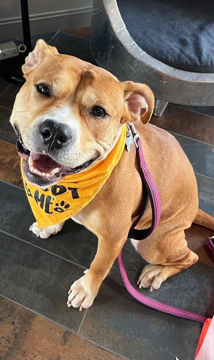 Enlarge Magenta, a Adoptable Staffordshire Bull Terrier in Cliffwood, NJ image 2/3