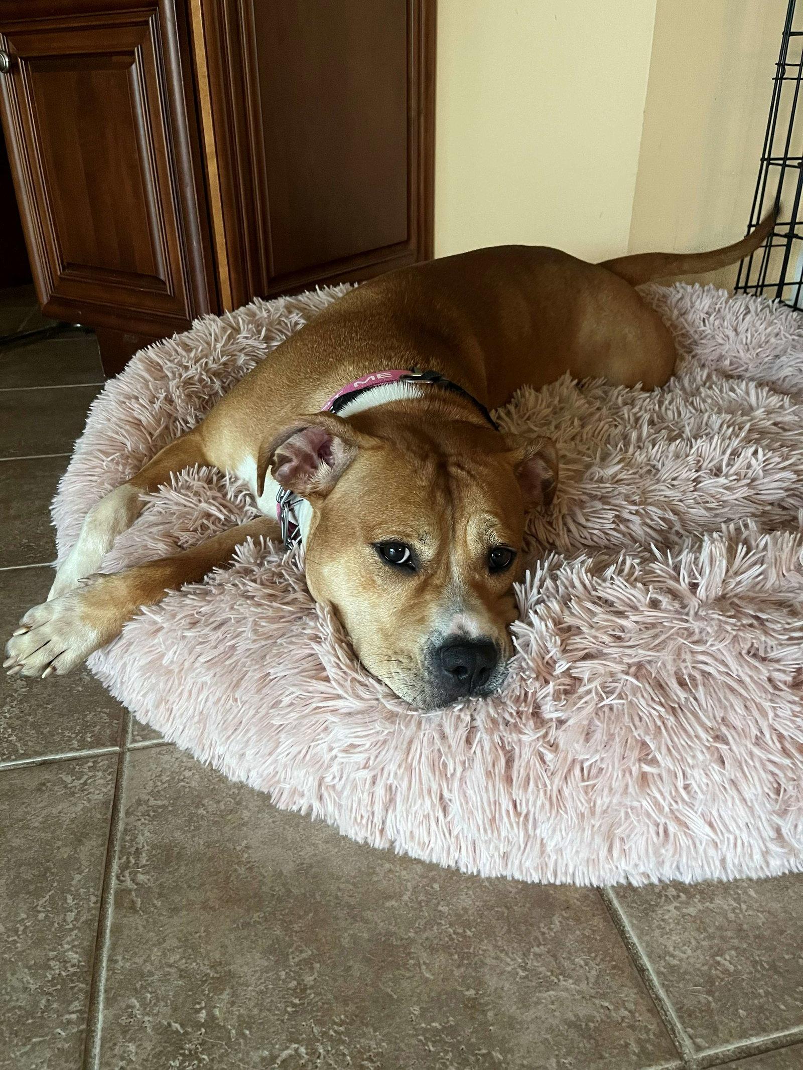 Enlarge Magenta, a Adoptable Staffordshire Bull Terrier in Cliffwood, NJ image 3/3