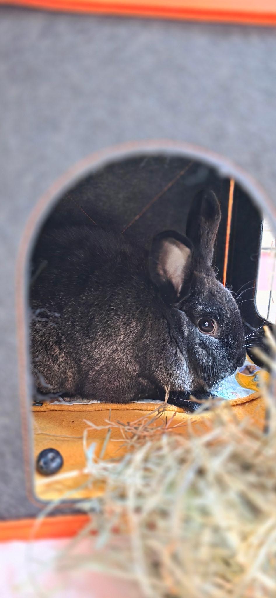 Shadow, adoptable, Adult Male Bunny Rabbit.