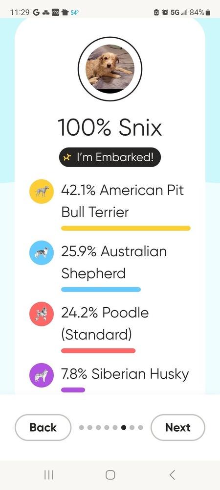 Enlarge Sheridan, a Adoptable mixed breed in Colorado Springs, CO image 1/6