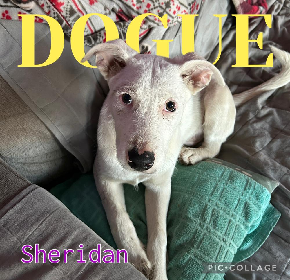 Enlarge Sheridan, a Adoptable mixed breed in Colorado Springs, CO image 2/5