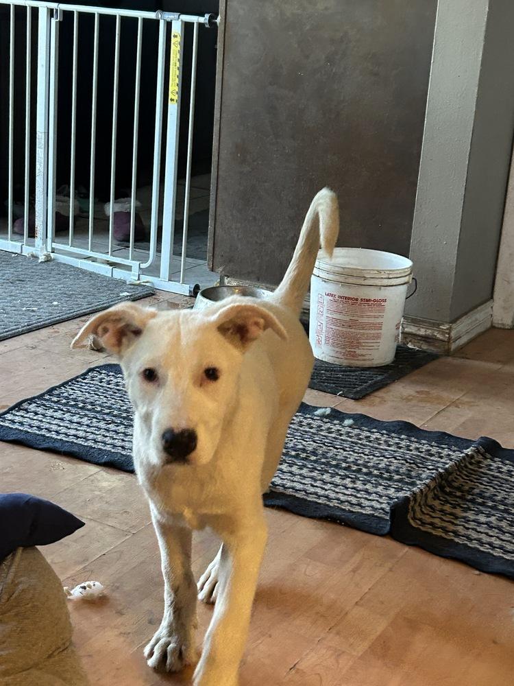 Enlarge Sheridan, a Adoptable mixed breed in Colorado Springs, CO image 3/5