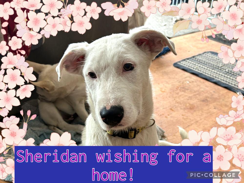 Enlarge Sheridan, a Adoptable mixed breed in Colorado Springs, CO image 3/6