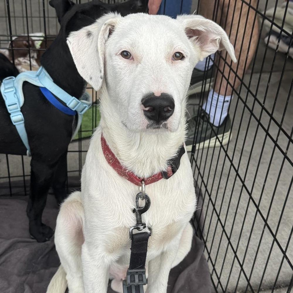 Enlarge Sheridan, a Adoptable mixed breed in Colorado Springs, CO image 4/6