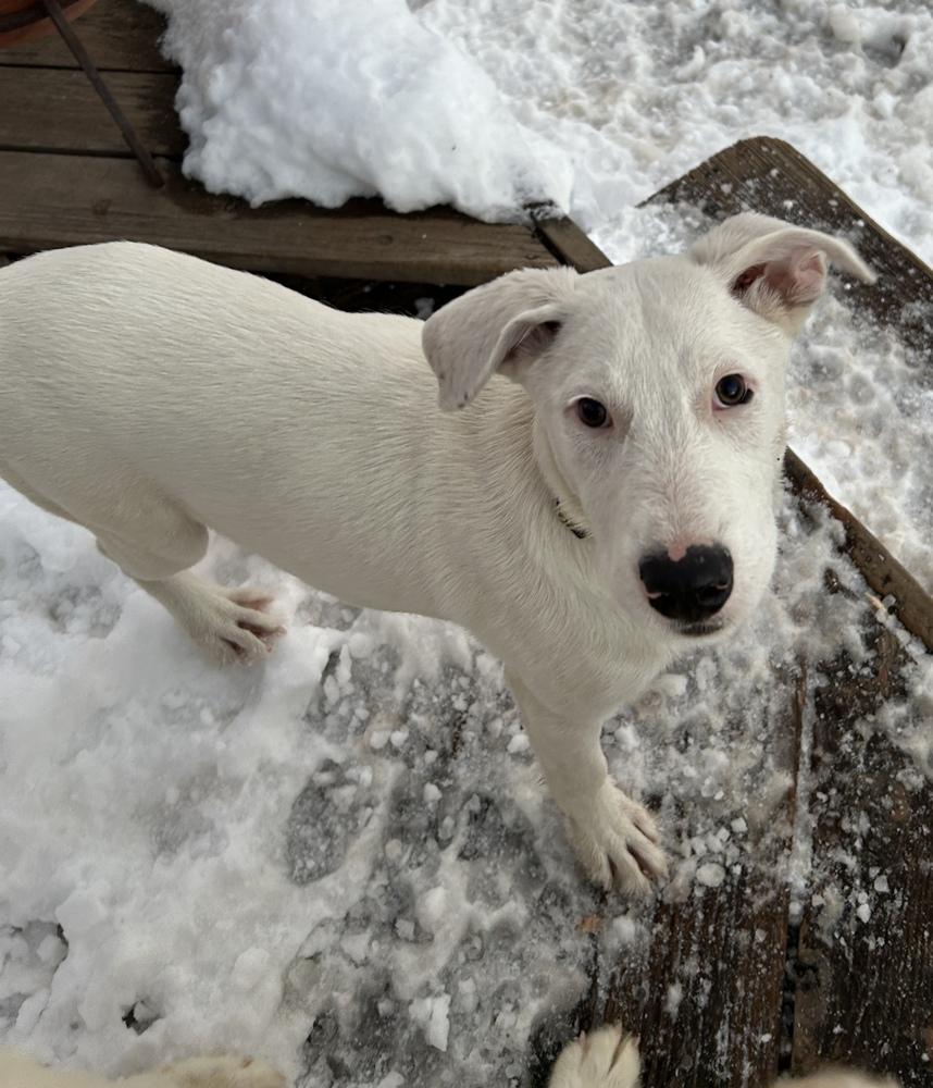 Enlarge Sheridan, a Adoptable mixed breed in Colorado Springs, CO image 6/6