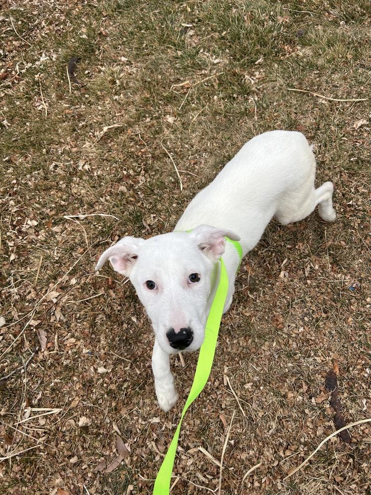 Enlarge Sheridan, a Adoptable mixed breed in Colorado Springs, CO image 5/5