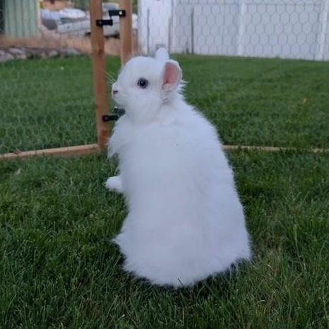 Enlarge Pancake, a Adoptable Angora Rabbit in Salt Lake City, UT image 6/6