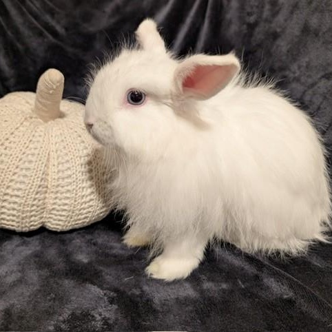 Pancake, Adoptable, Adult Female Angora Rabbit.