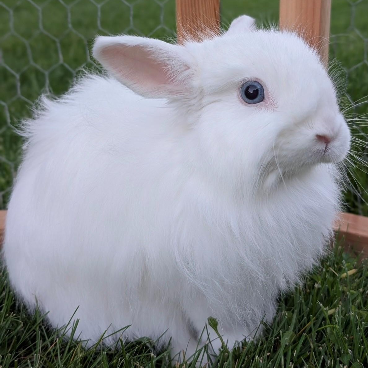 Enlarge Pancake, a Adoptable Angora Rabbit in Salt Lake City, UT image 2/6