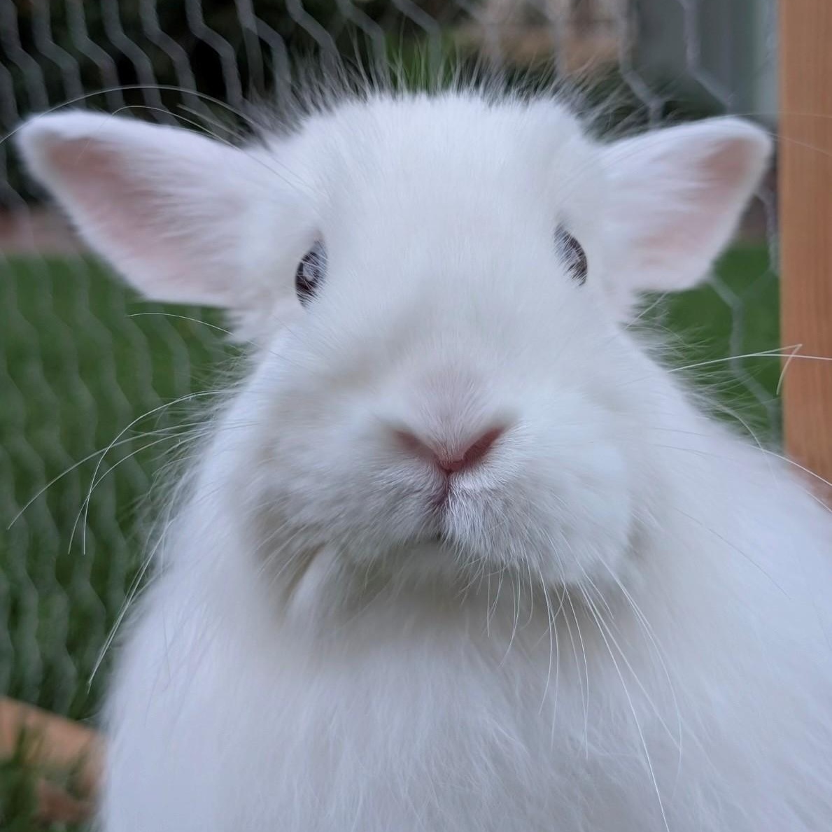 Enlarge Pancake, a Adoptable Angora Rabbit in Salt Lake City, UT image 4/6