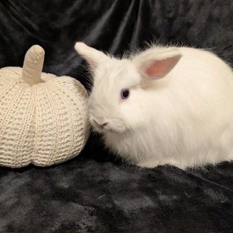 Enlarge Pancake, a Adoptable Angora Rabbit in Salt Lake City, UT image 3/6