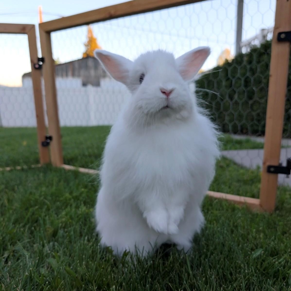Enlarge Pancake, a Adoptable Angora Rabbit in Salt Lake City, UT image 5/6