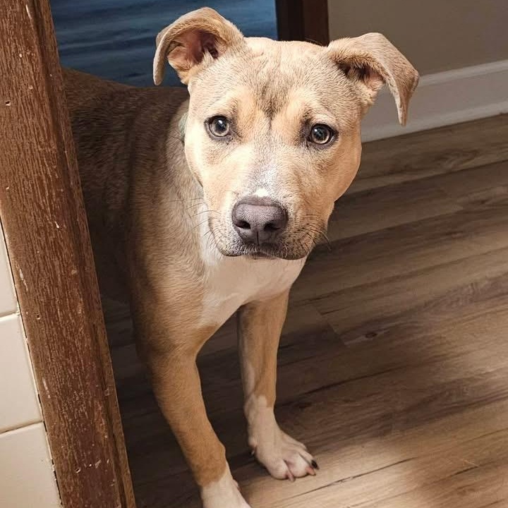 Enlarge Sanibel, a ADOPTABLE mixed breed in Des Moines, IA image 1/4