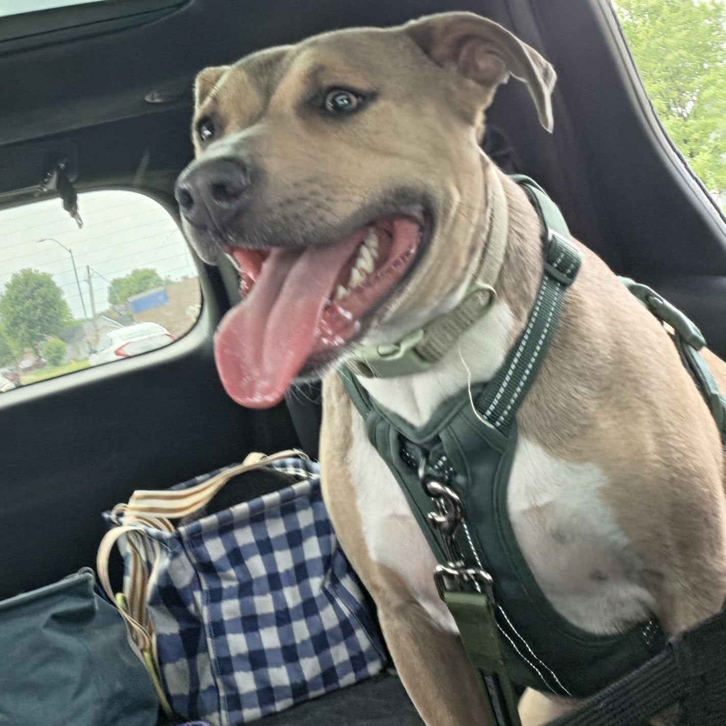 Sanibel, ADOPTABLE, Young Female American Bully.