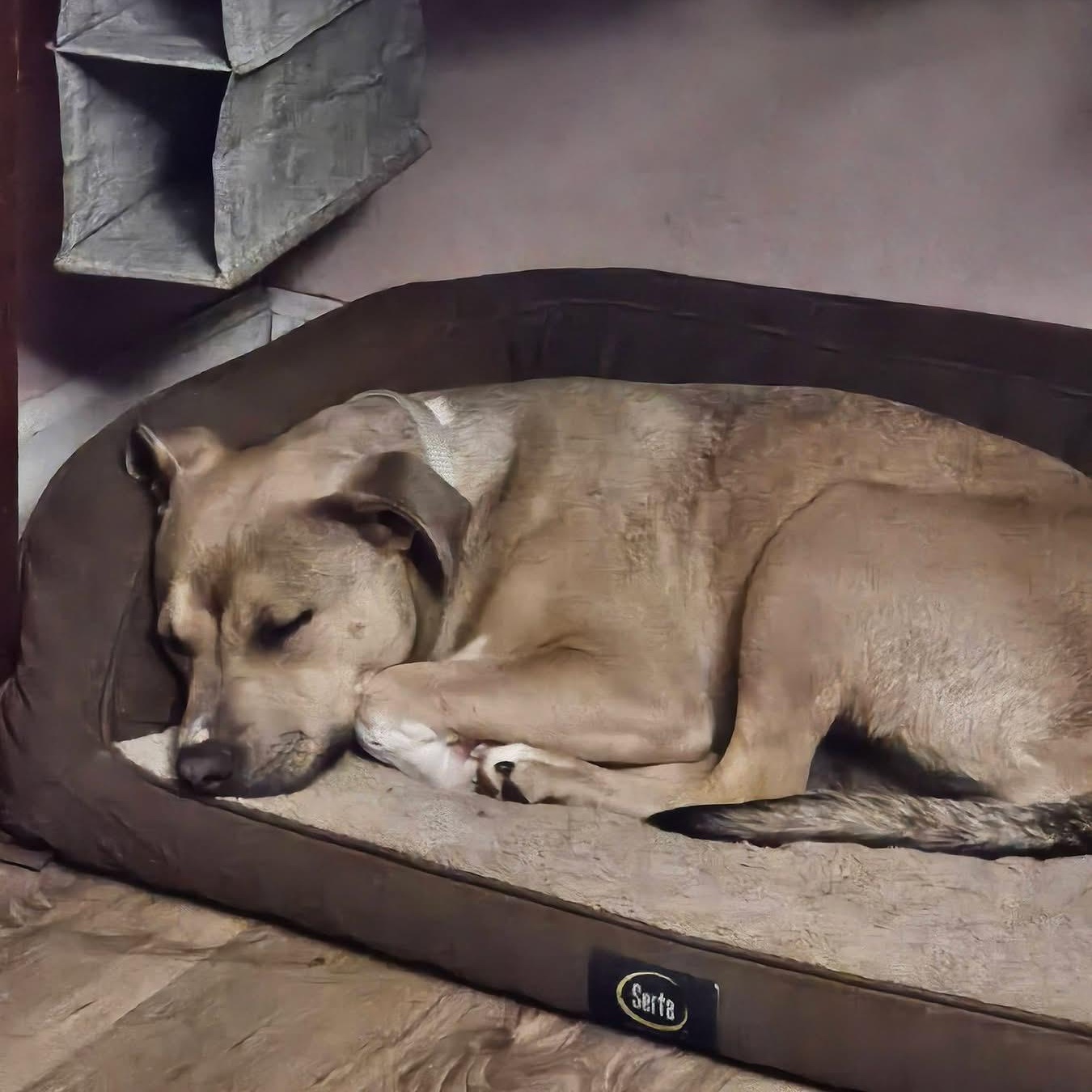 Enlarge Sanibel, a ADOPTABLE mixed breed in Des Moines, IA image 3/4