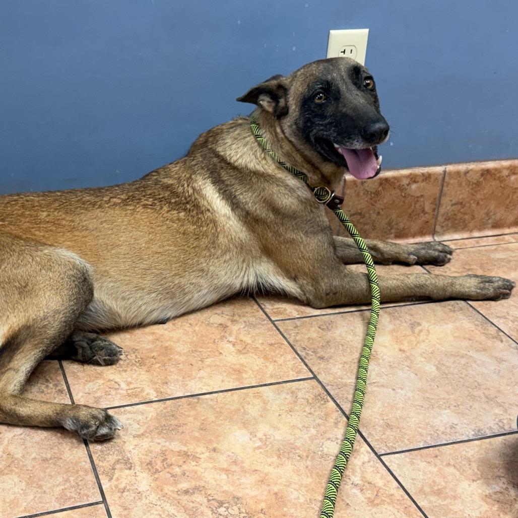 Daisy, Adoptable, Adult Female Belgian Shepherd / Malinois.