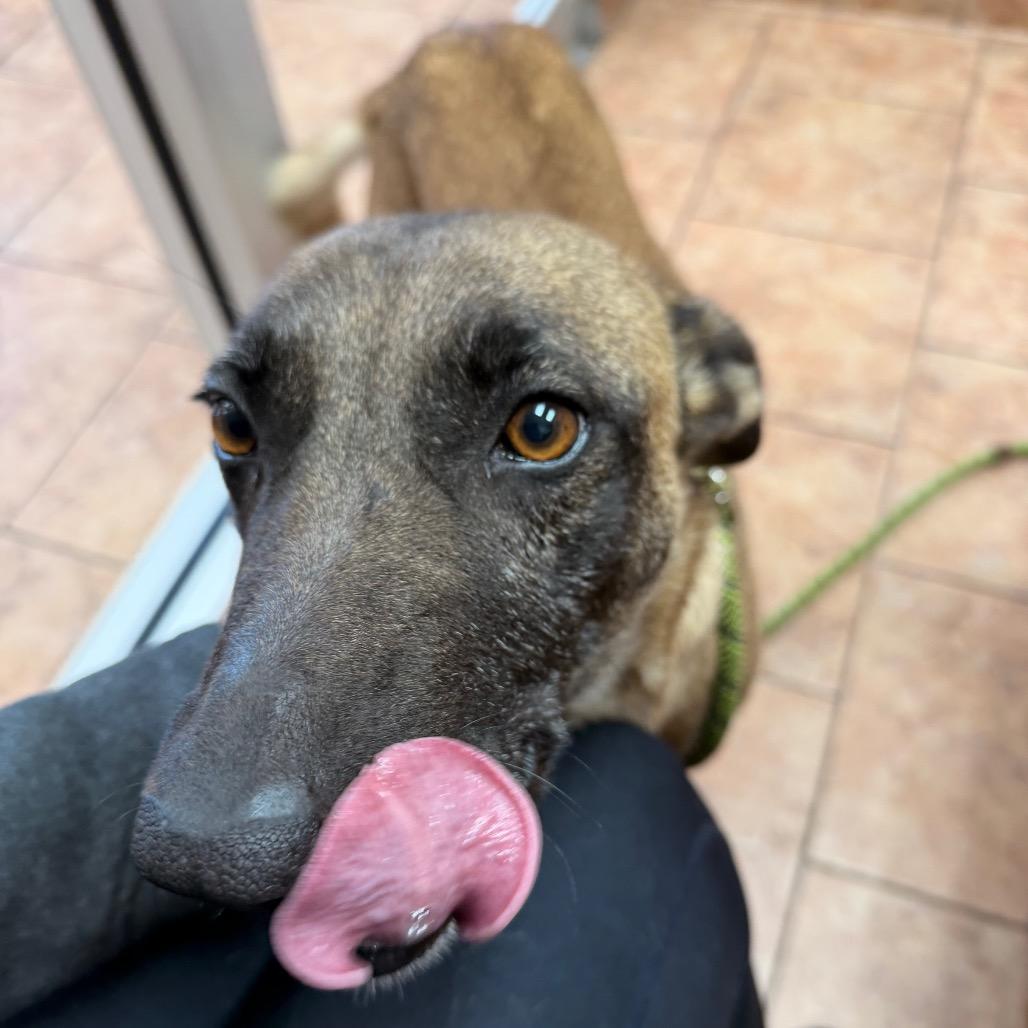 Enlarge Daisy, a Adoptable Belgian Shepherd / Malinois in Tulsa, OK image 3/6