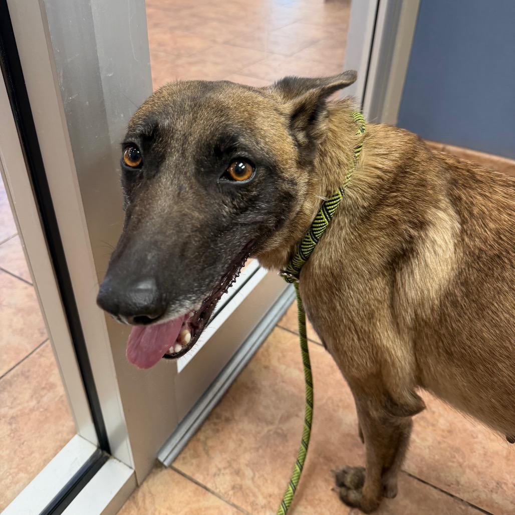 Enlarge Daisy, a Adoptable Belgian Shepherd / Malinois in Tulsa, OK image 4/6