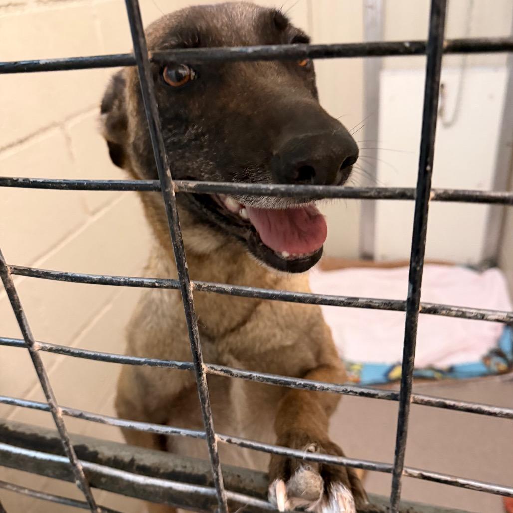 Enlarge Daisy, a Adoptable Belgian Shepherd / Malinois in Tulsa, OK image 5/6