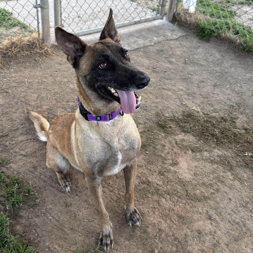 Enlarge Daisy, a Adoptable Belgian Shepherd / Malinois in Tulsa, OK image 6/6