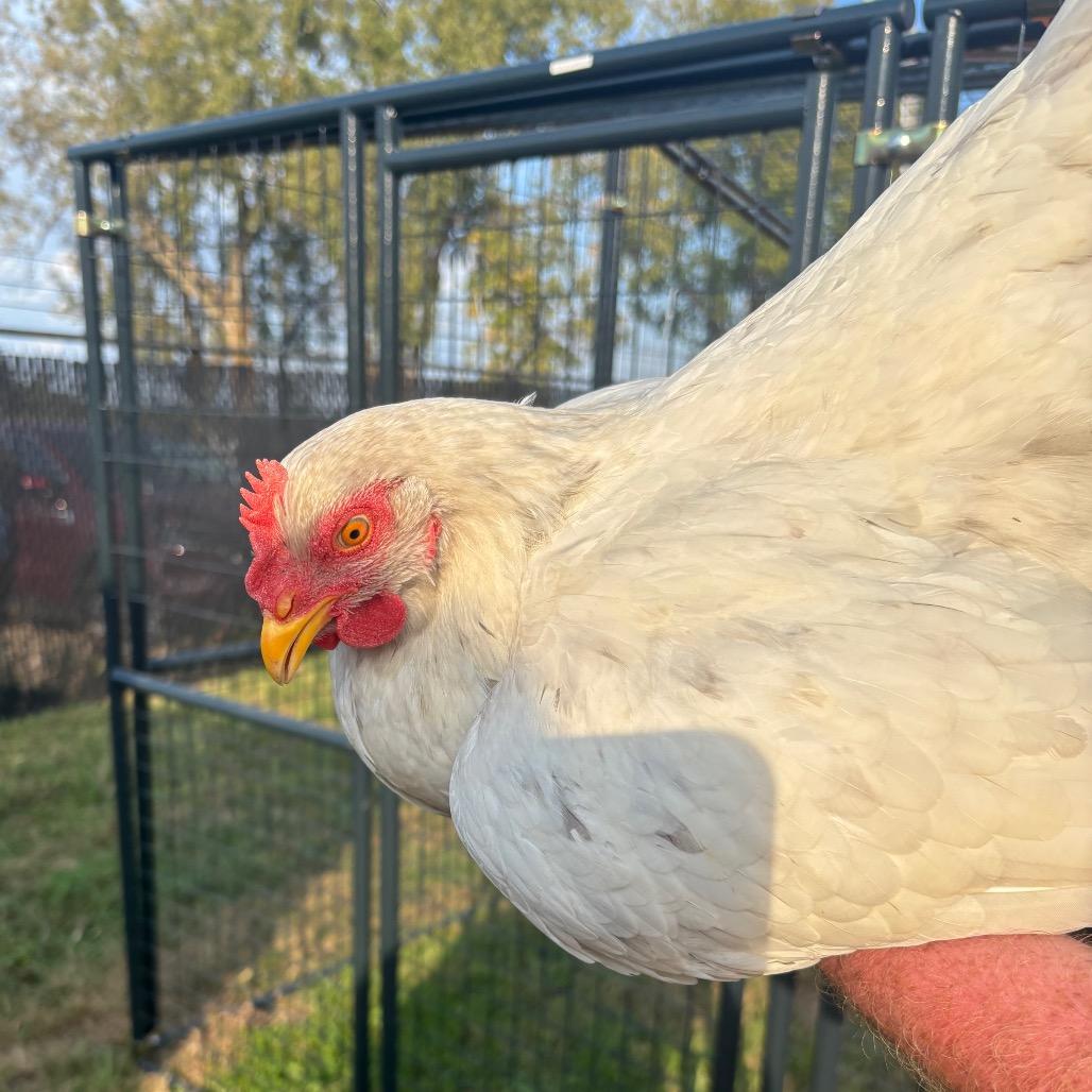Candy Cluck photo