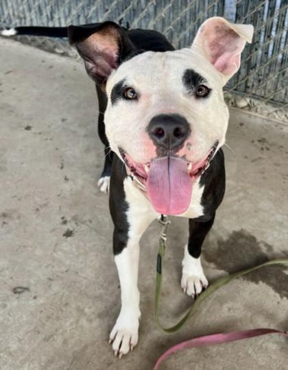 Enlarge Flare, a Adoptable mixed breed in Savannah, GA image 1/3