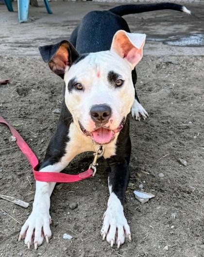 Enlarge Flare, a Adoptable mixed breed in Savannah, GA image 2/3