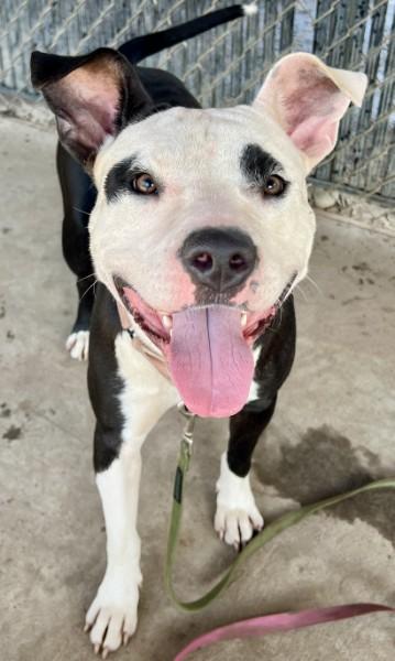 Enlarge Flare, a Adoptable mixed breed in Savannah, GA image 3/3