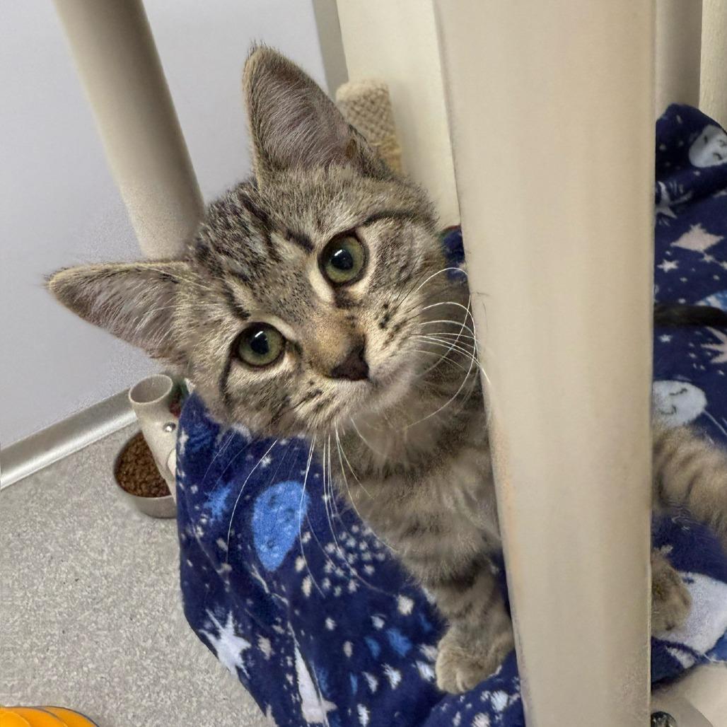 Sugar cookie, a Adoptable Domestic Short Hair in Canton, IL image 1/2