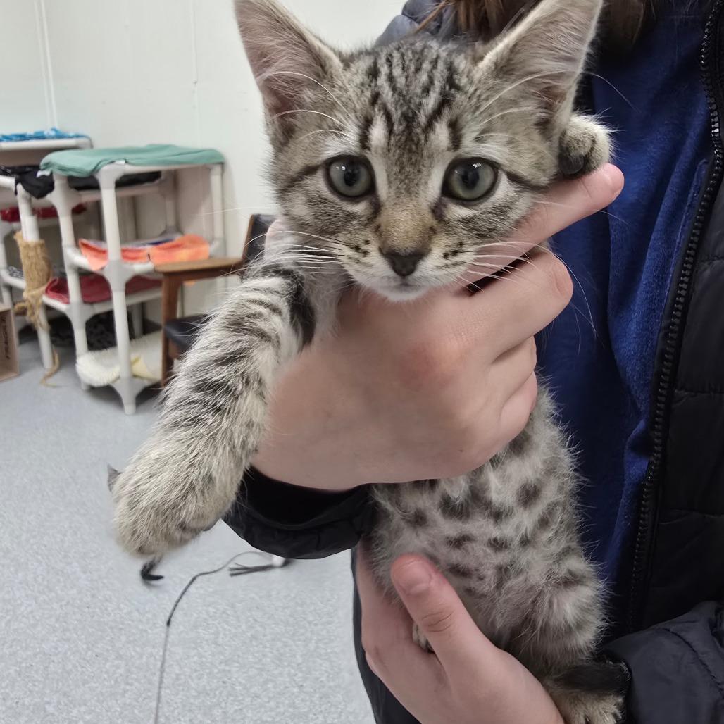 Sugar cookie, a Adoptable Domestic Short Hair in Canton, IL image 2/2