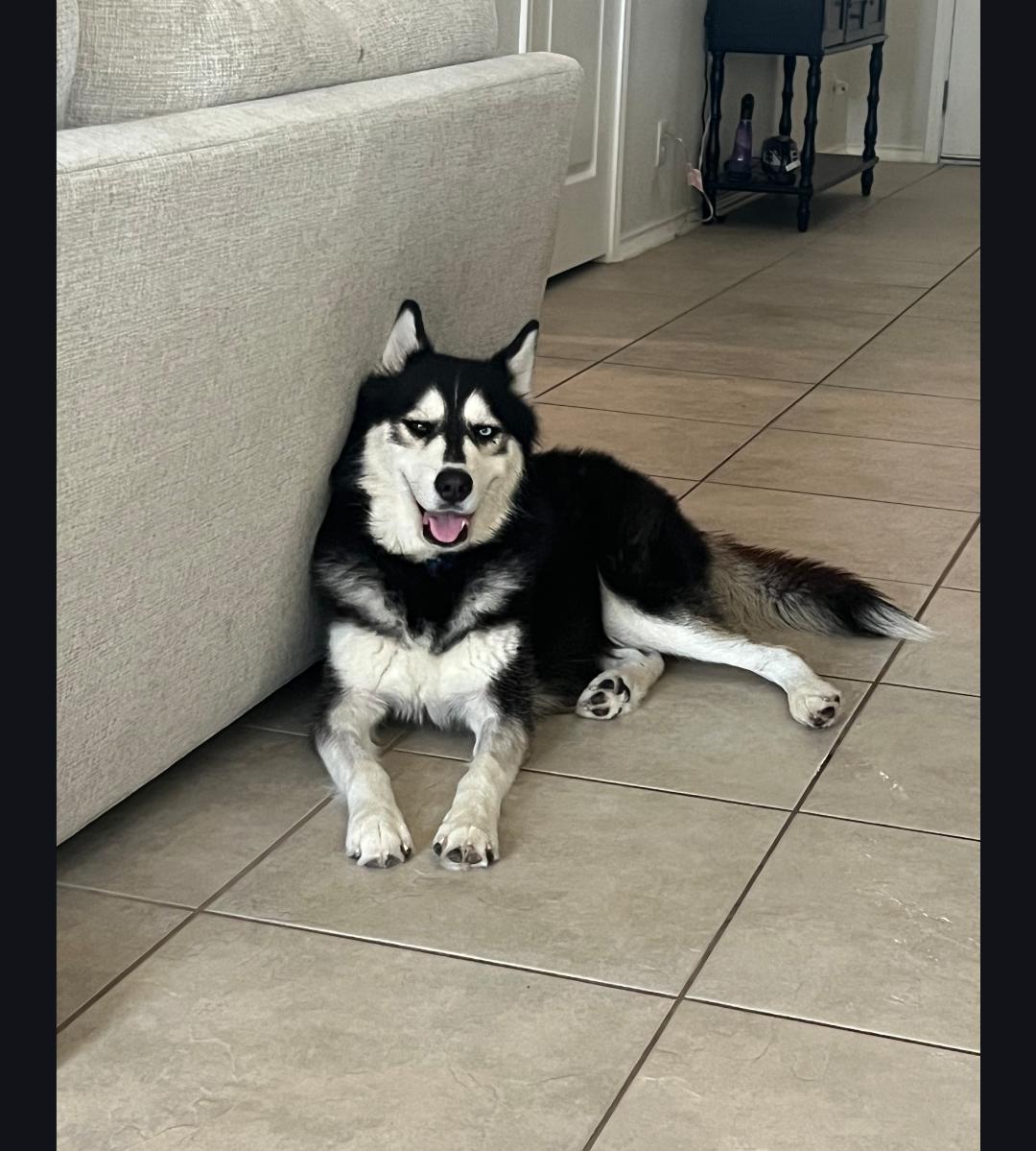 Enlarge Beau, a ADOPTABLE mixed breed in Cortlandt Manor, NY image 4/6