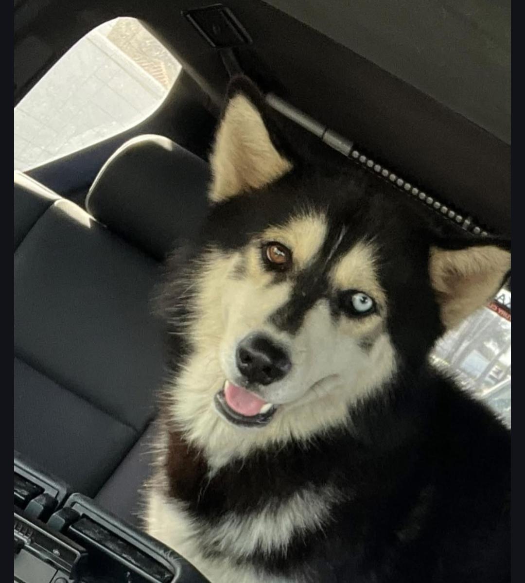 Enlarge Beau, a ADOPTABLE mixed breed in Cortlandt Manor, NY image 2/6