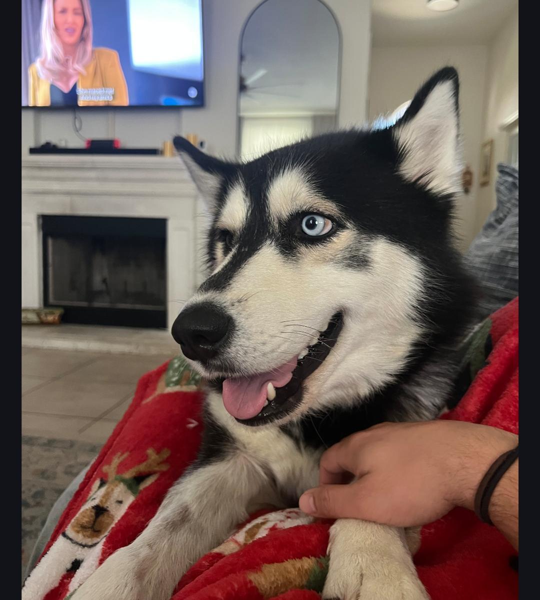 Enlarge Beau, a ADOPTABLE mixed breed in Cortlandt Manor, NY image 6/6