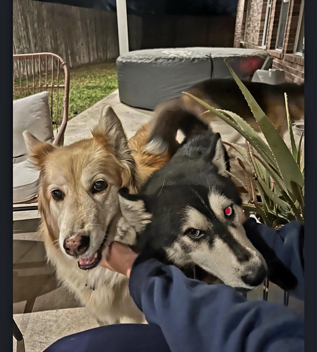 Enlarge Beau, a ADOPTABLE mixed breed in Cortlandt Manor, NY image 3/6