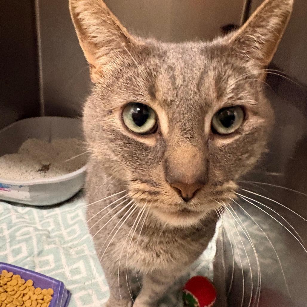 Jack, Adoptable, Adult Male Domestic Short Hair.