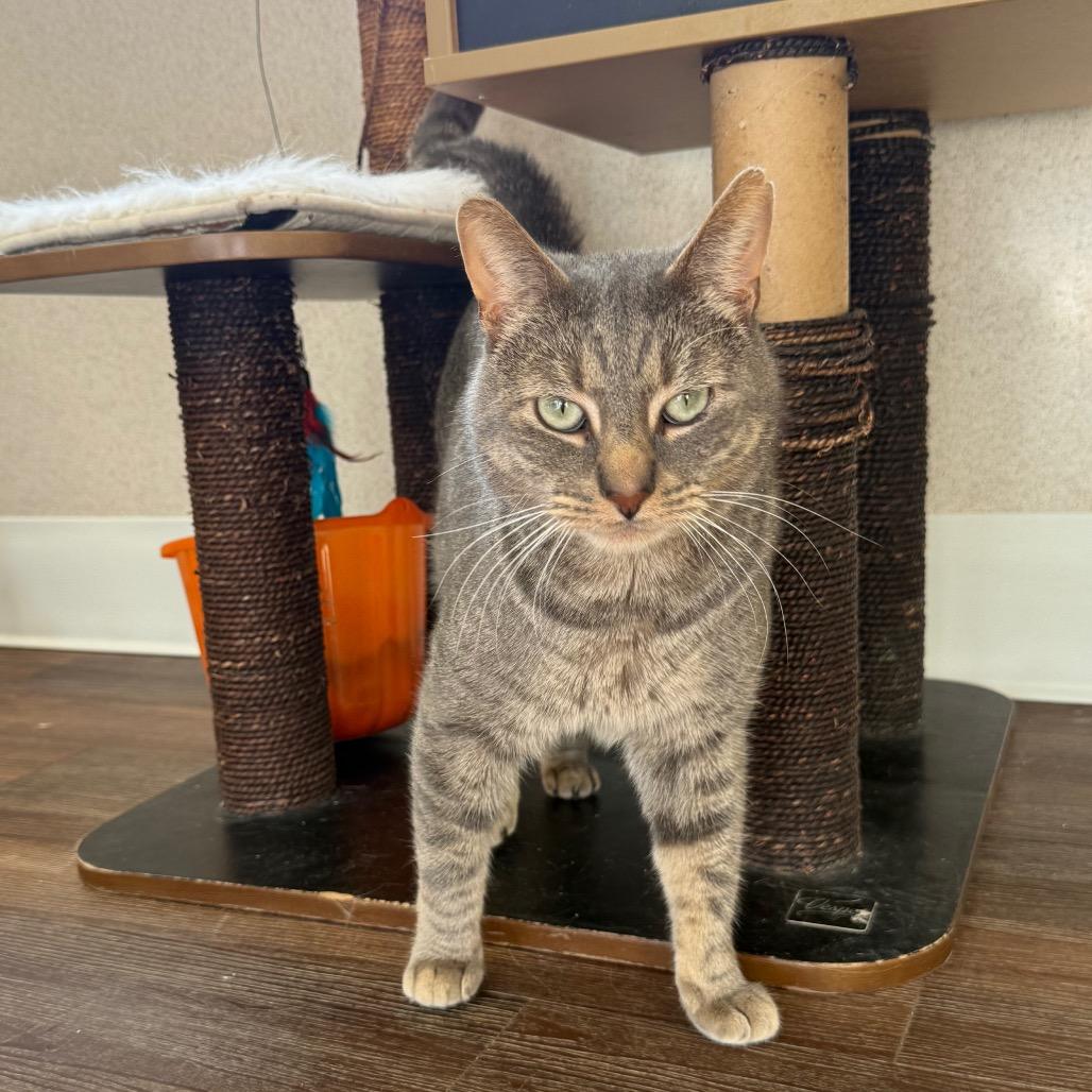 Jack, a Adoptable Domestic Short Hair in Naperville, IL image 2/6