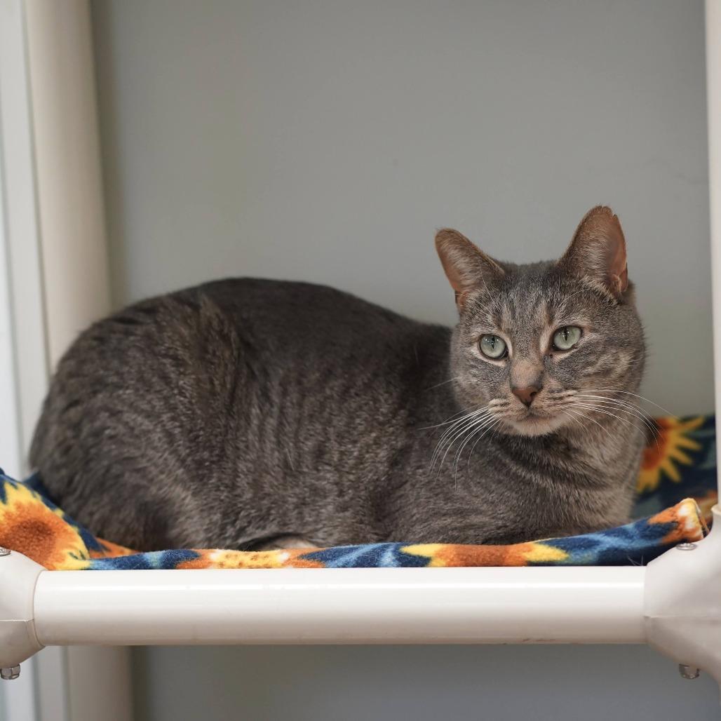 Jack, a Adoptable Domestic Short Hair in Naperville, IL image 3/6