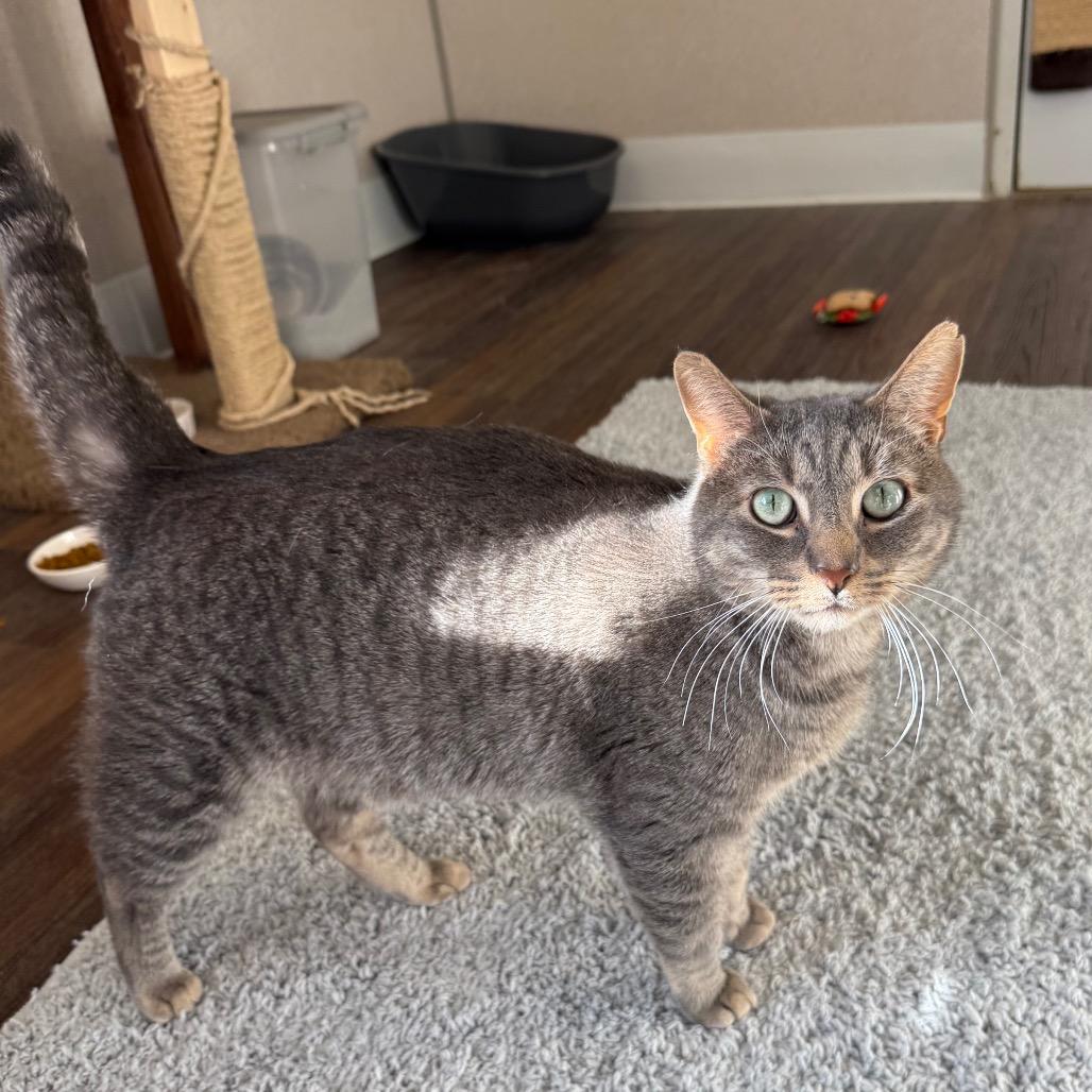 Jack, a Adoptable Domestic Short Hair in Naperville, IL image 4/6