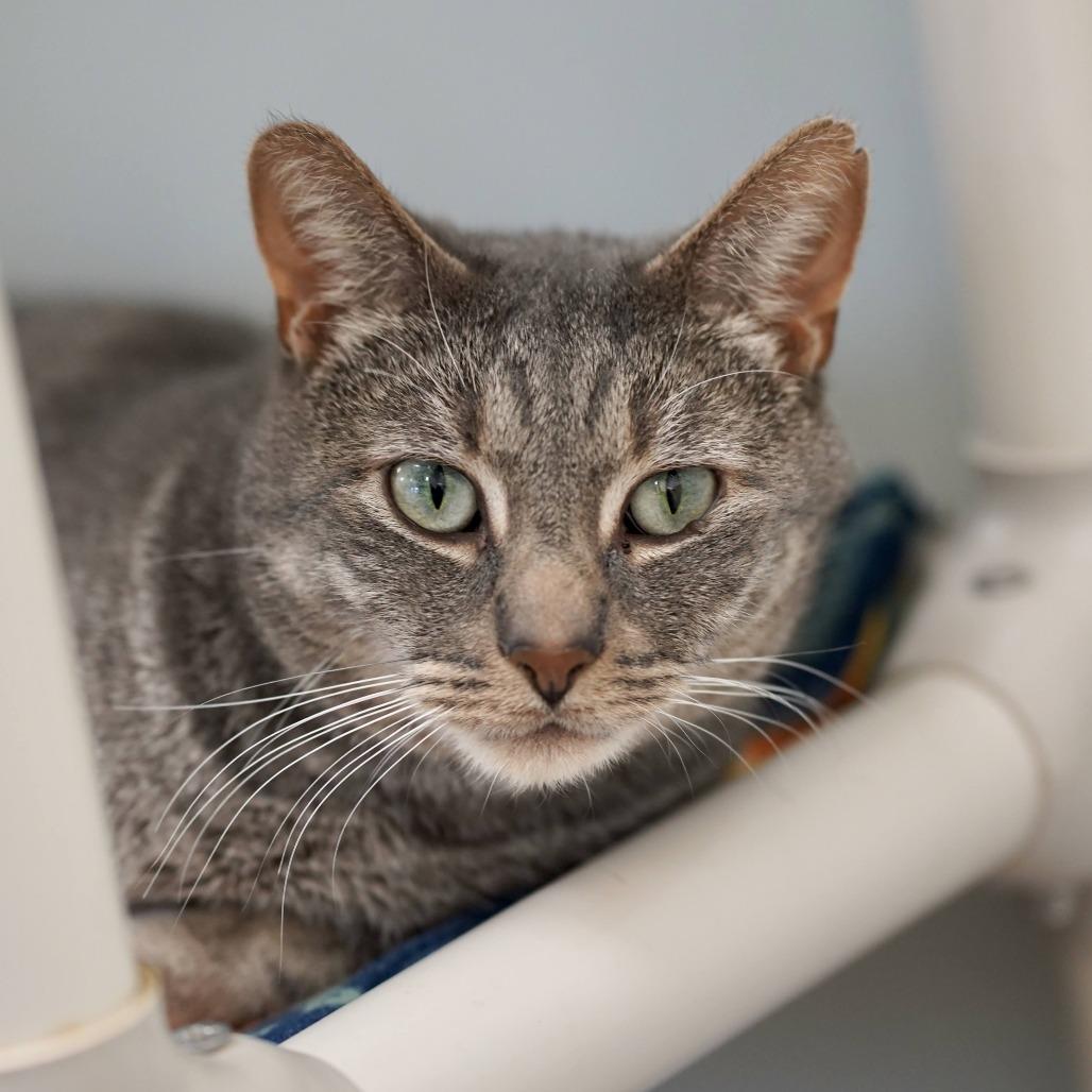Jack, a Adoptable Domestic Short Hair in Naperville, IL image 5/6