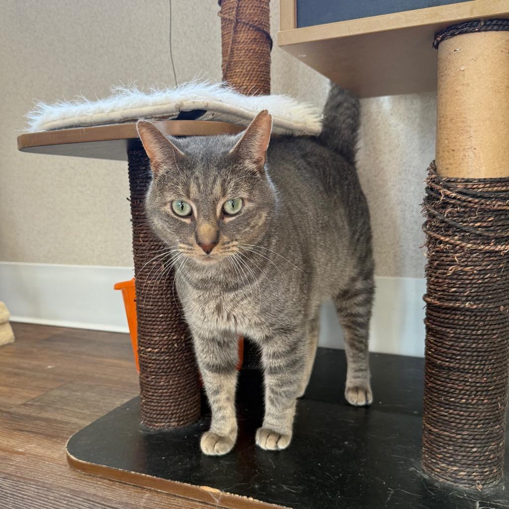 Jack, a Adoptable Domestic Short Hair in Naperville, IL image 6/6