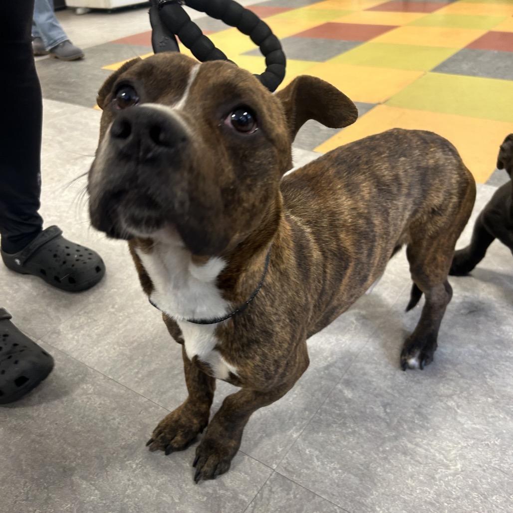 Enlarge Marv, a Adoptable Mixed Breed in Medford, NJ image 2/6