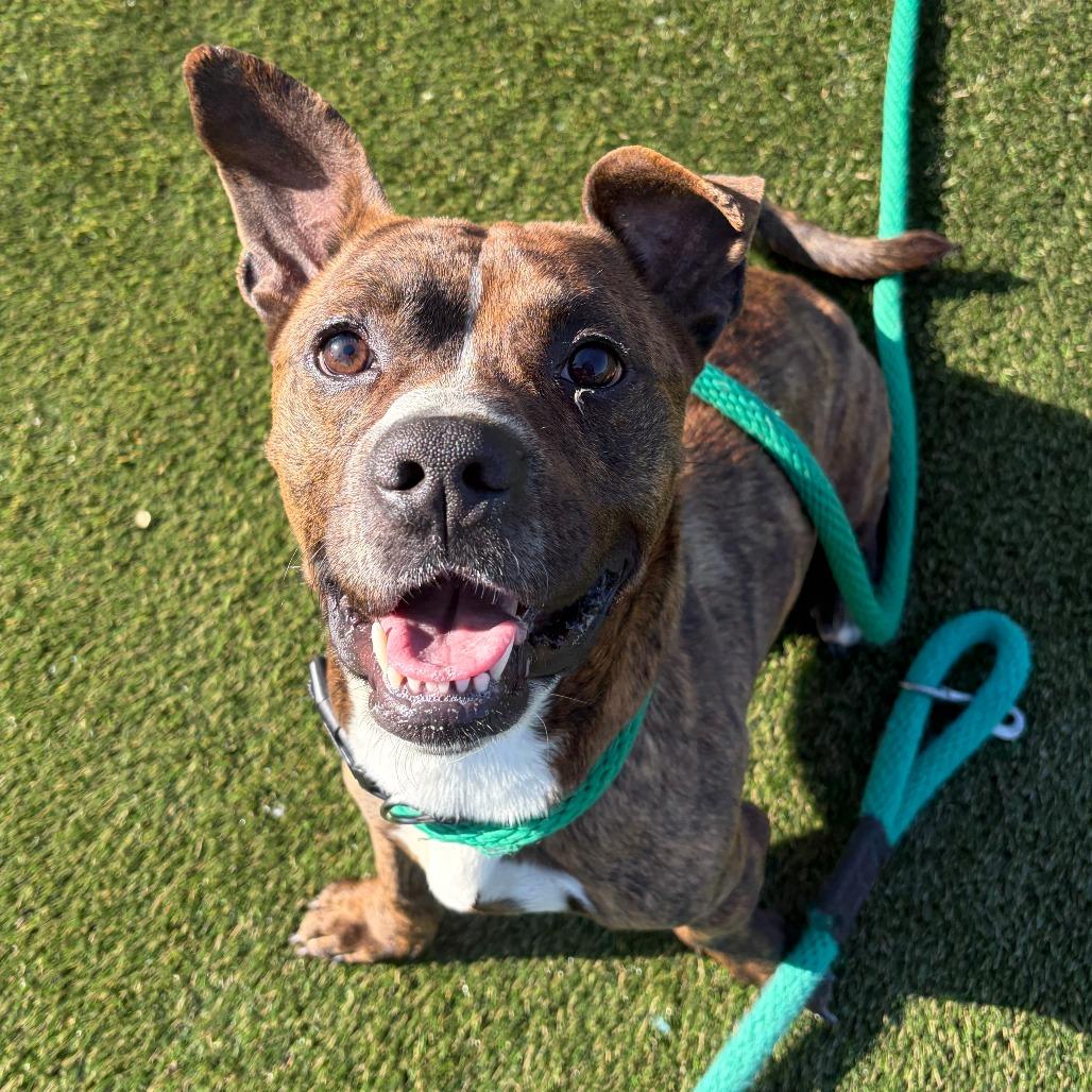 Enlarge Marv, a Adoptable Mixed Breed in Medford, NJ image 3/6