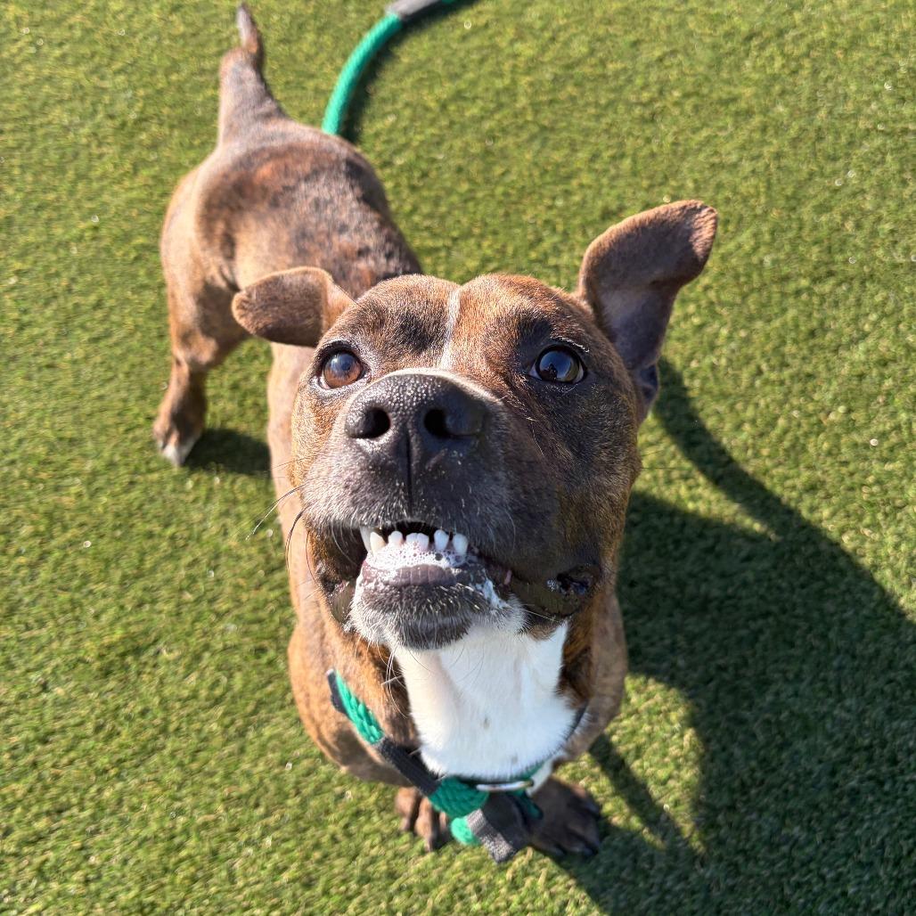 Enlarge Marv, a Adoptable Mixed Breed in Medford, NJ image 4/6