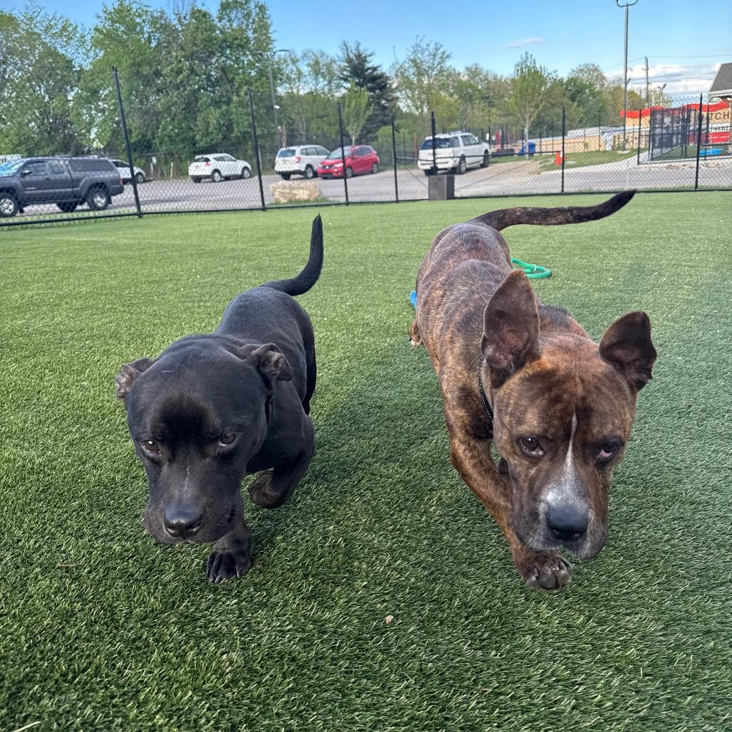 Enlarge Marv, a Adoptable Mixed Breed in Medford, NJ image 5/6