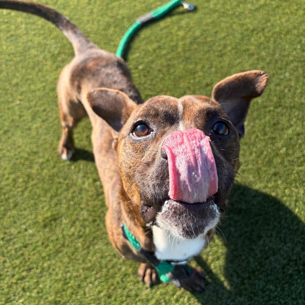 Enlarge Marv, a Adoptable Mixed Breed in Medford, NJ image 6/6
